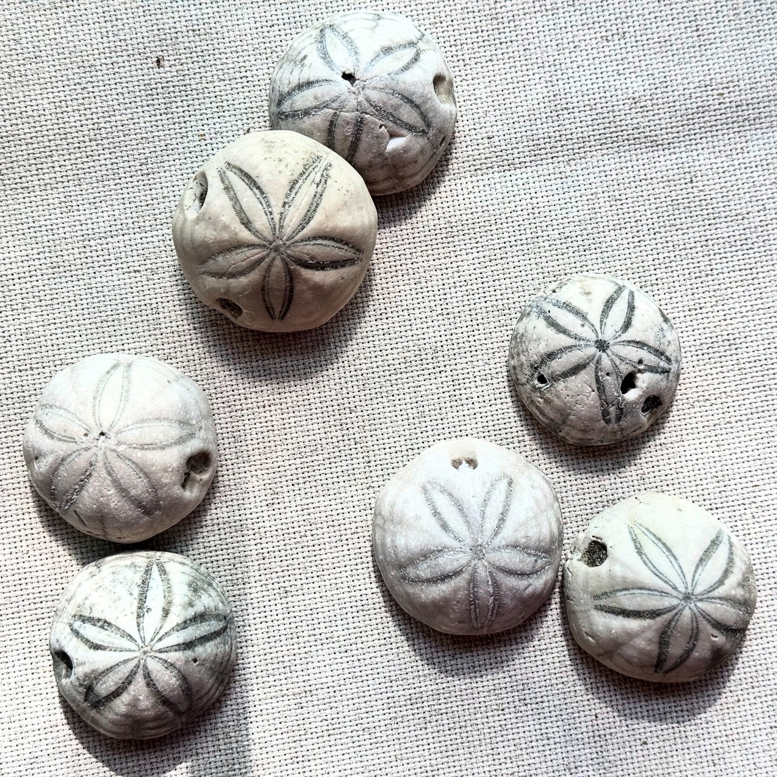 Set of sea biscuits