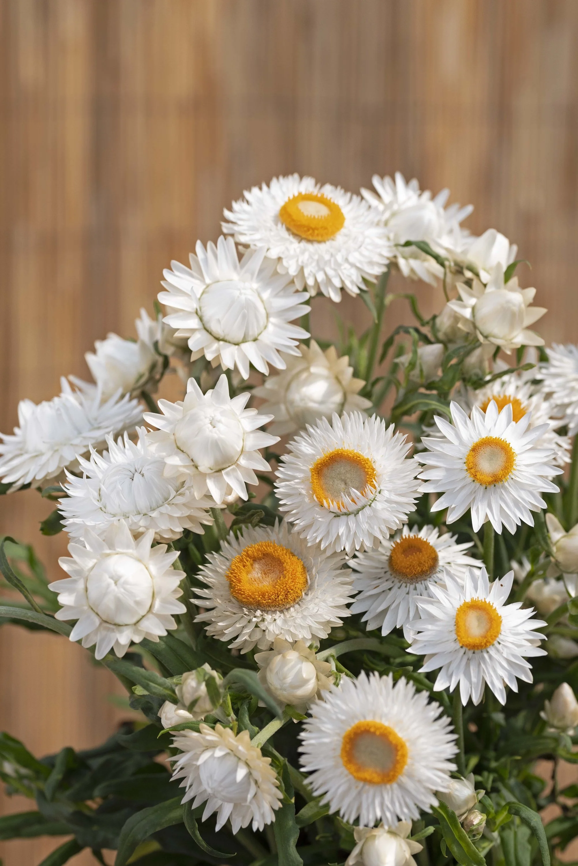 HELICHRYSUM KING SIZE SILVERY WHITE_Bloom_Bloom.jpg