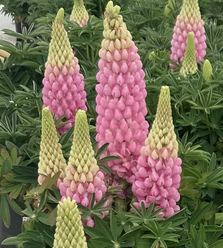Lupine | Fall Plugs