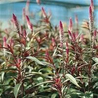 Celosia | Flamingo Series