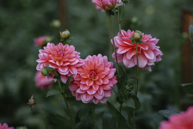 Southern Belle Tuber