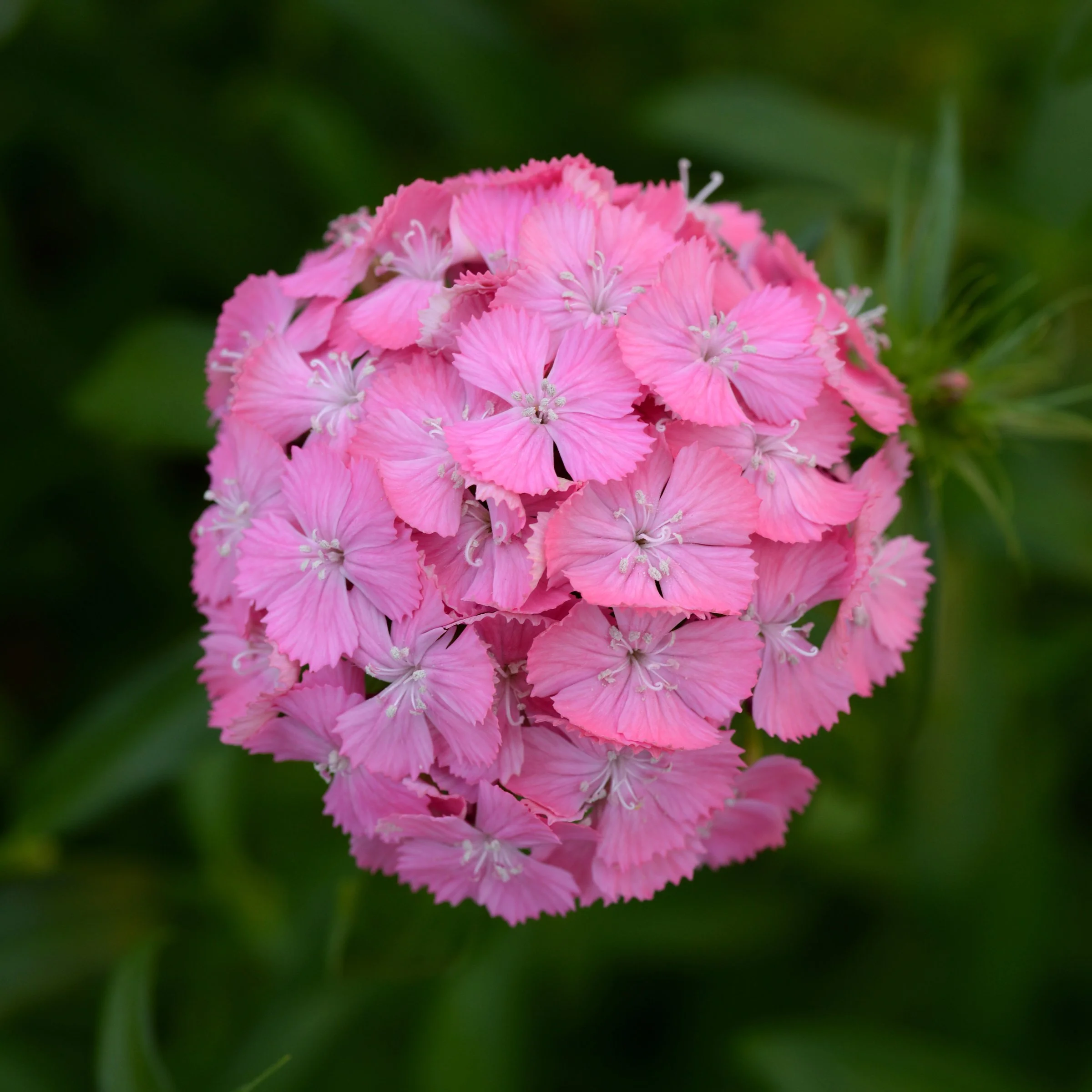 Dianthus | Fall Planted Plugs