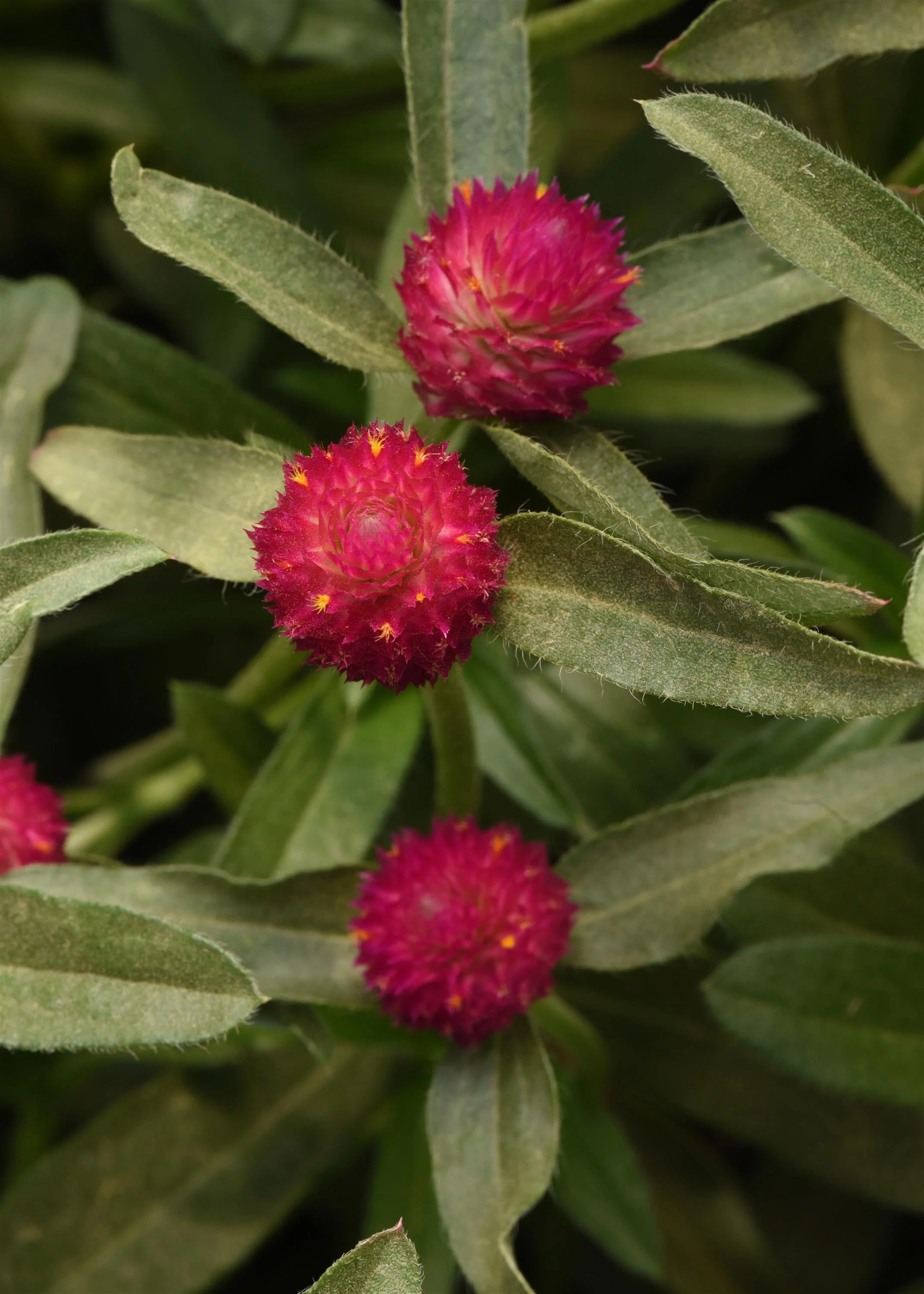 GOMPHRENA QIS CARMINE_Bloom_Bloom (1).JPG