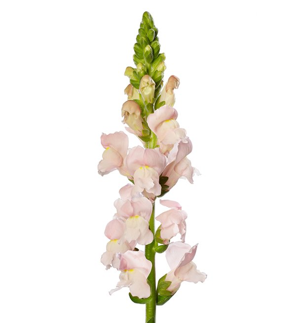 SNAPDRAGON CUT FLOWER AVIGNON 2 PINK_Bloom_Bloom (1).jpg