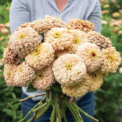 04984_01_linen_zinnia.jpg