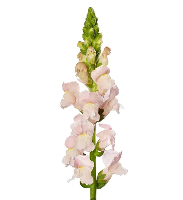 Snapdragons | Fall Plugs
