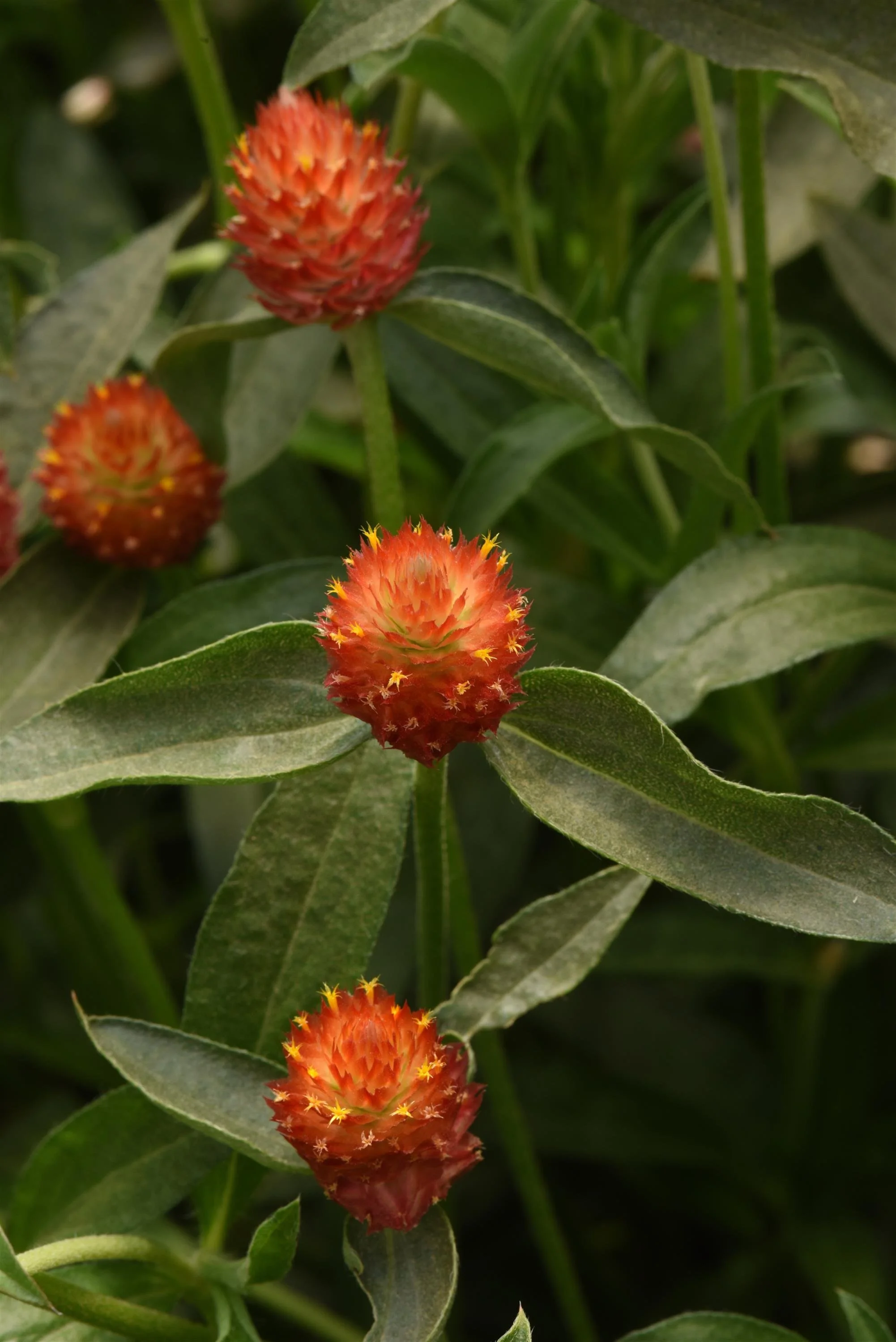 GOMPHRENA QIS ORANGE_Bloom_Bloom (1).JPG