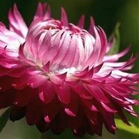 Strawflower