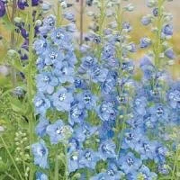 Delphinium | Fall Plugs