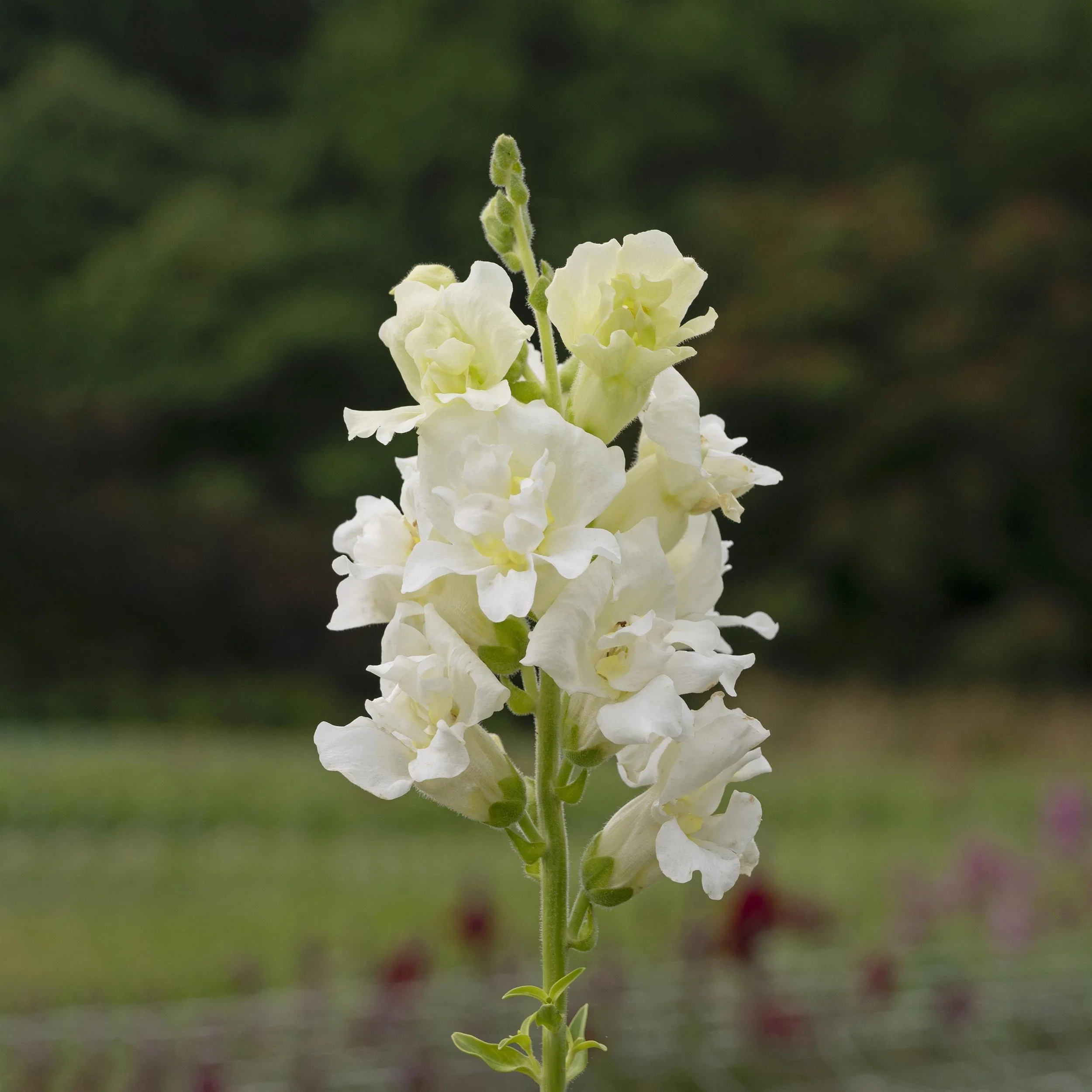 SNAPDRAGON CUT FLOWER MADAME BUTTERFLY 3-4 IVORY_Bloom_Bloom.jpg