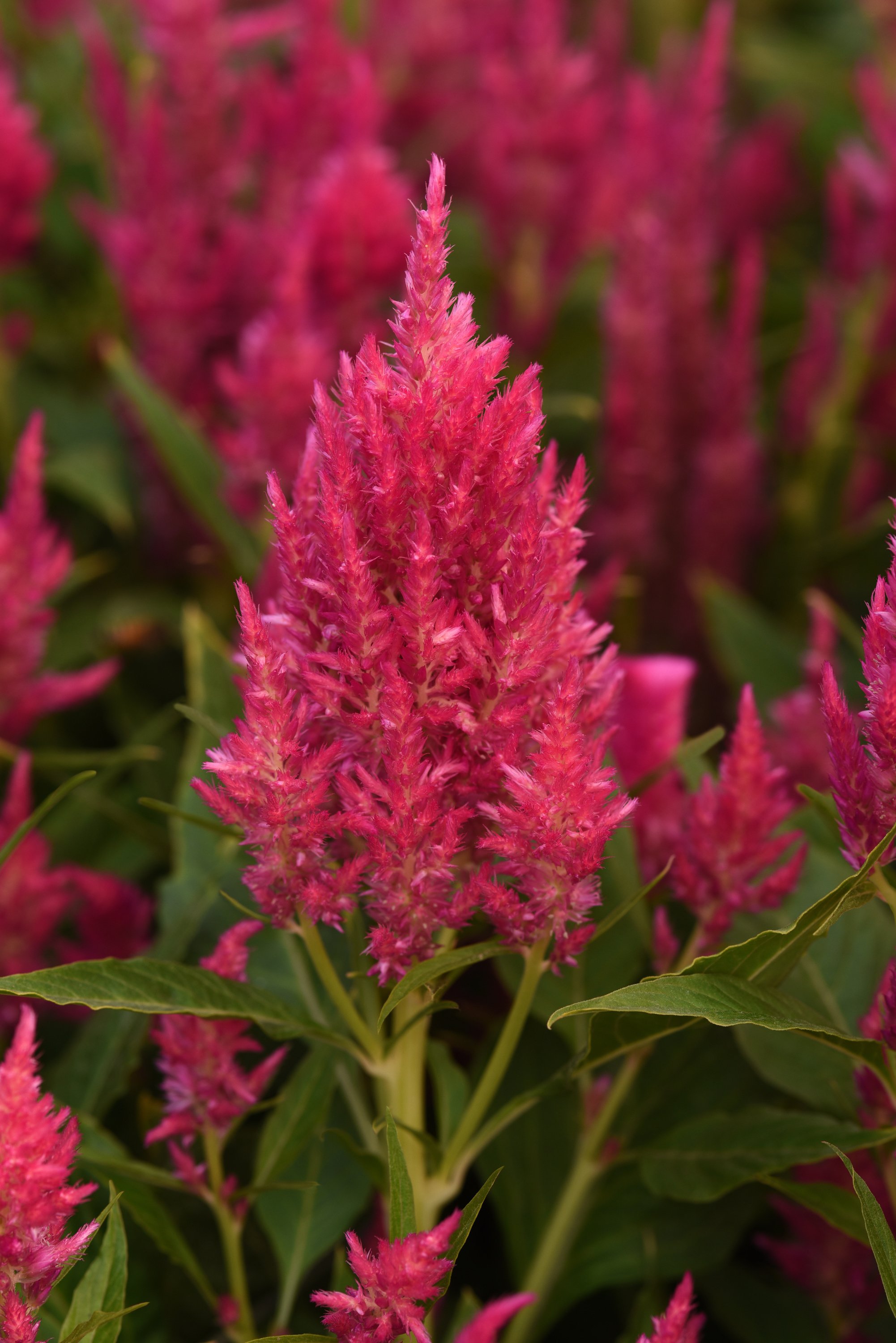 Celosia | Sunday Series