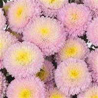Aster