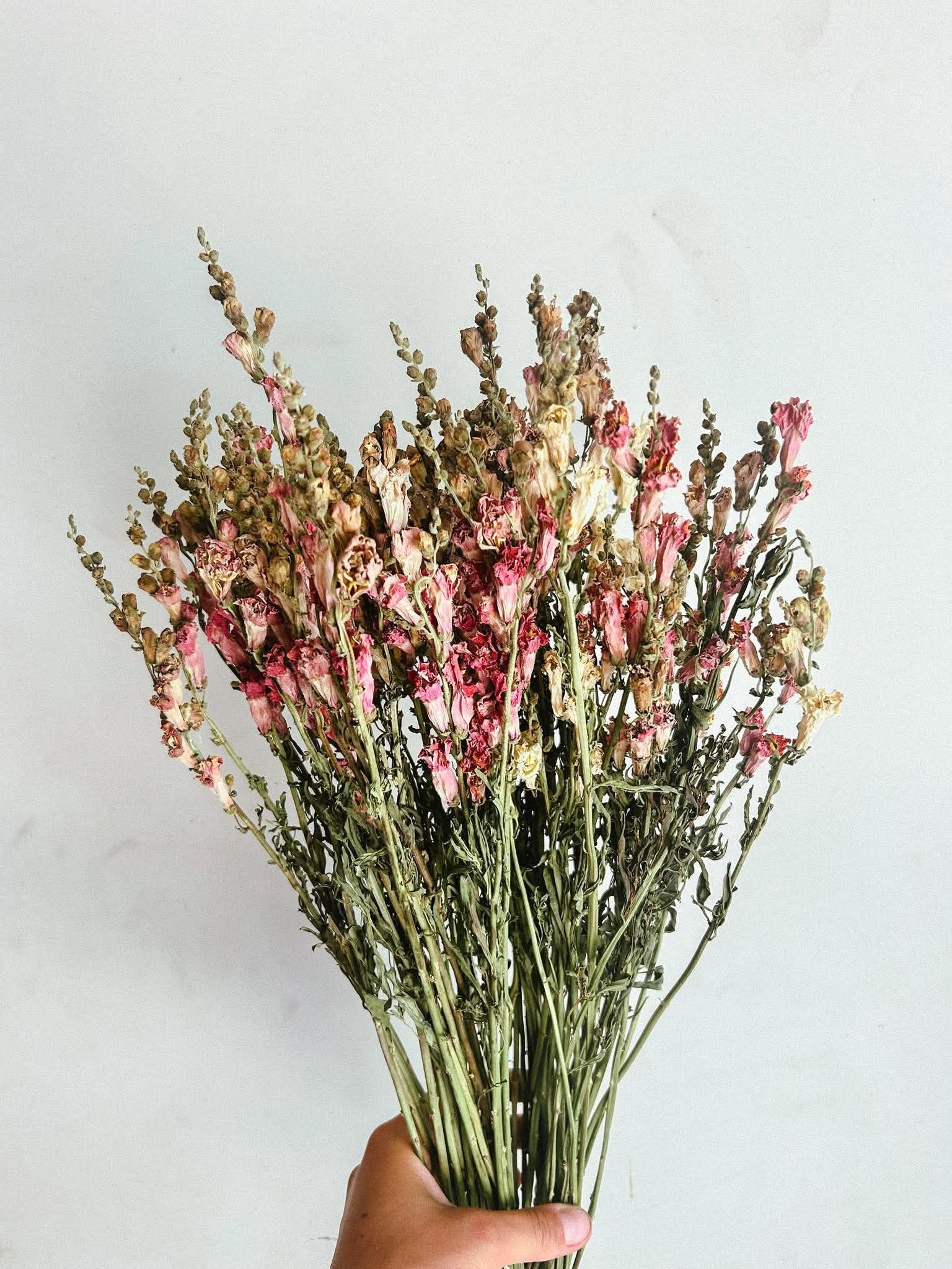 Snapdragons | Dried Bunch
