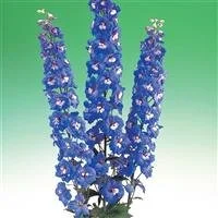 Delphinium | Aurora F1 Series