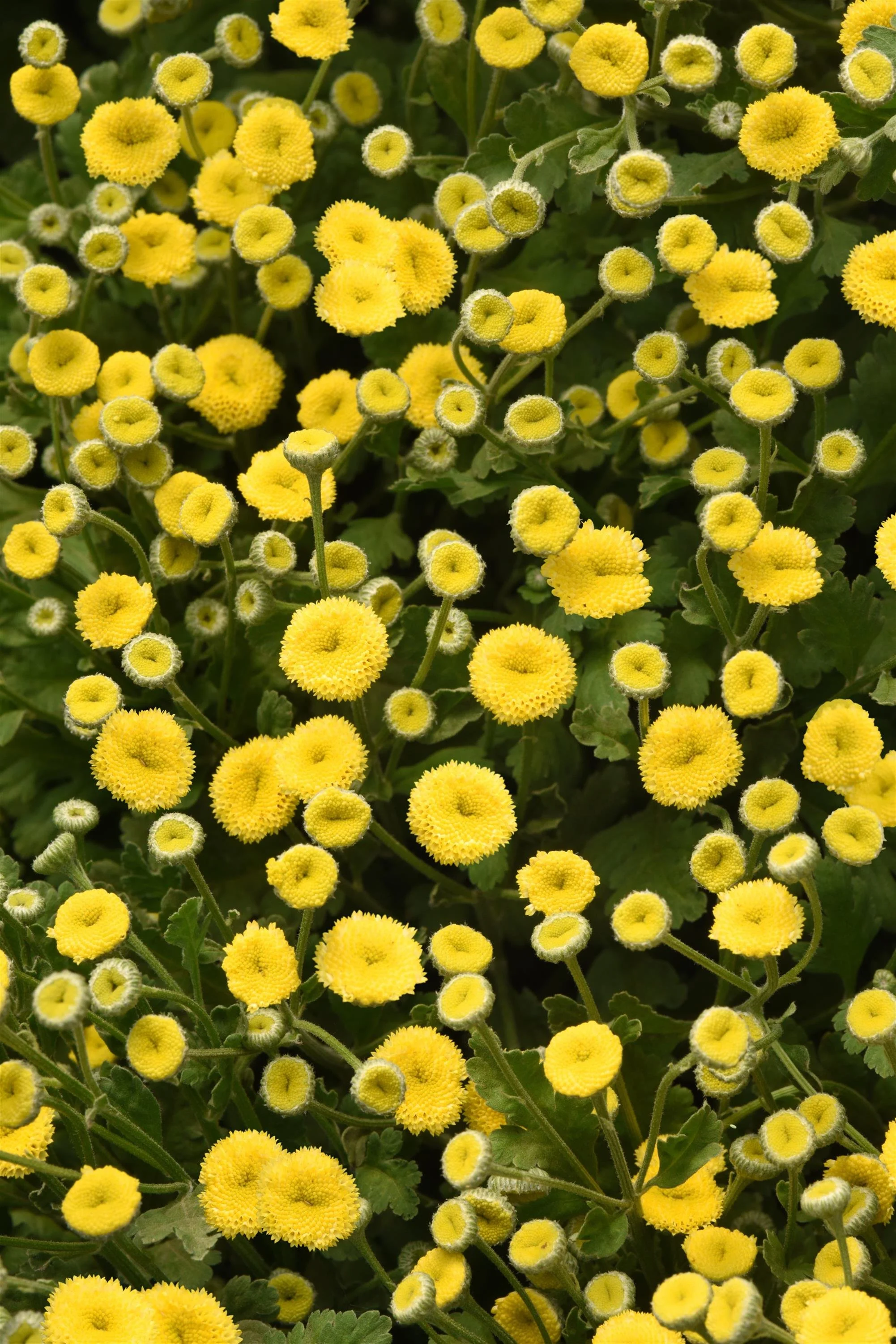 MATRICARIA VEGMO SUNNY BALL_Bloom_Bloom.jpg