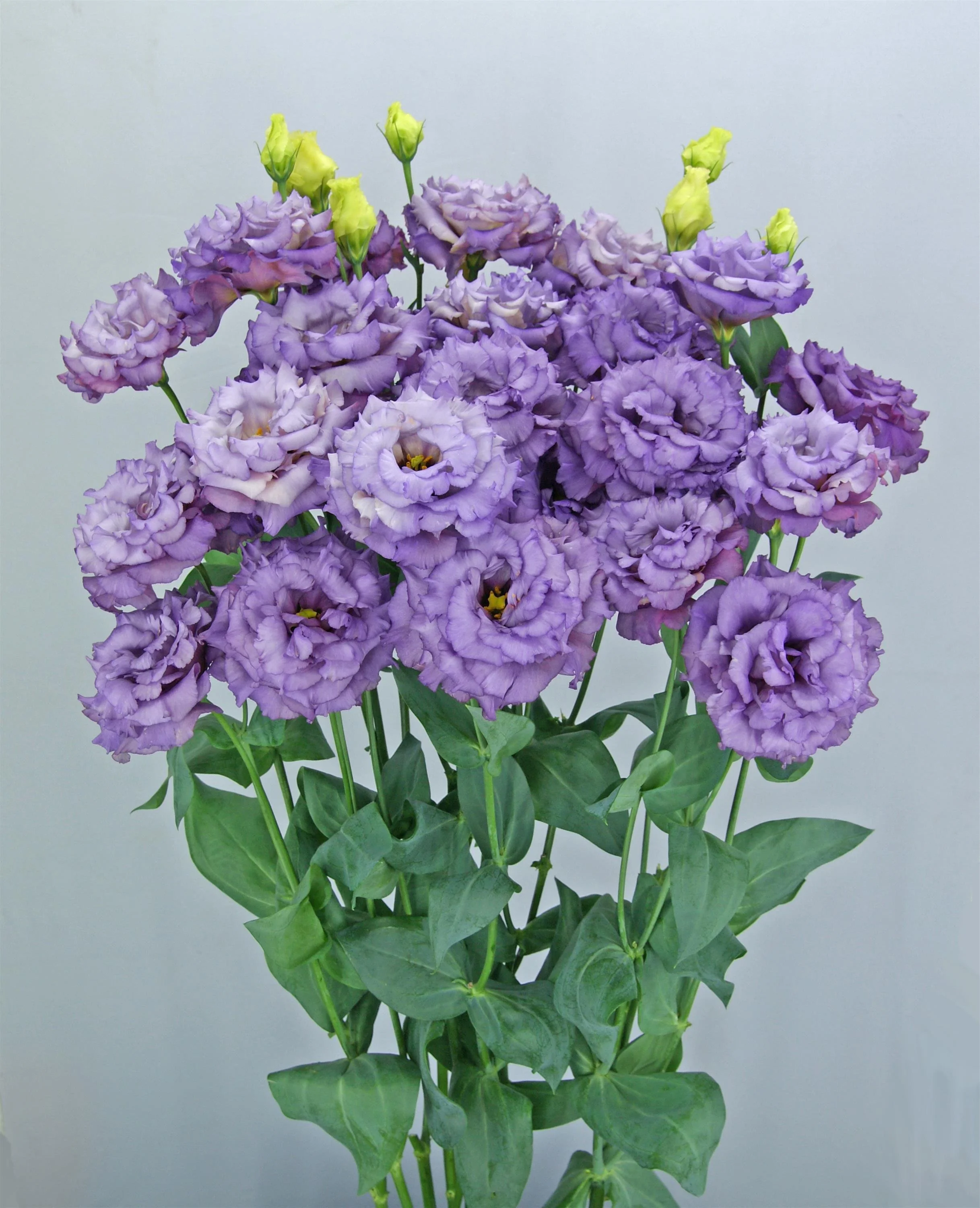 Lisianthus_cut_flower_Celeb_2_metallic_blue_Cutflower.jpg