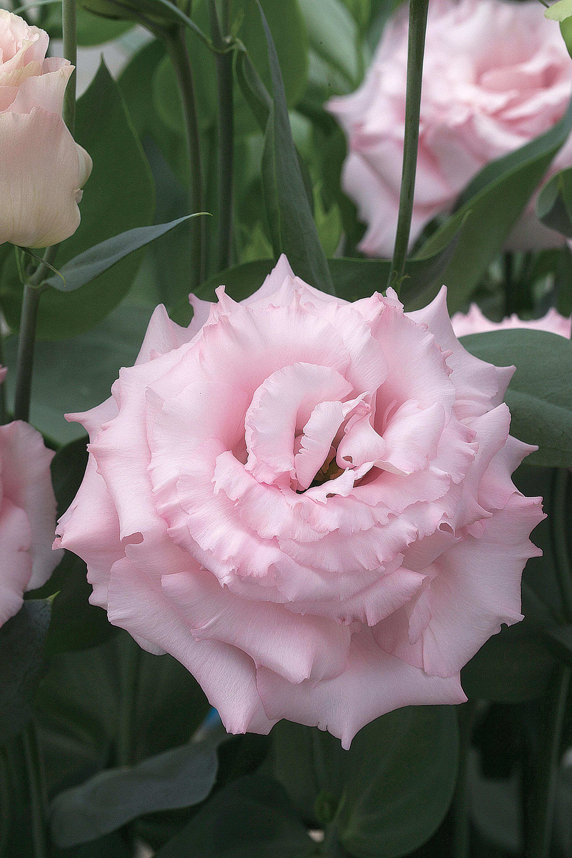 LISIANTHUS CUT FLOWER CORELLI 2 PINK_Bloom_Bloom.jpg
