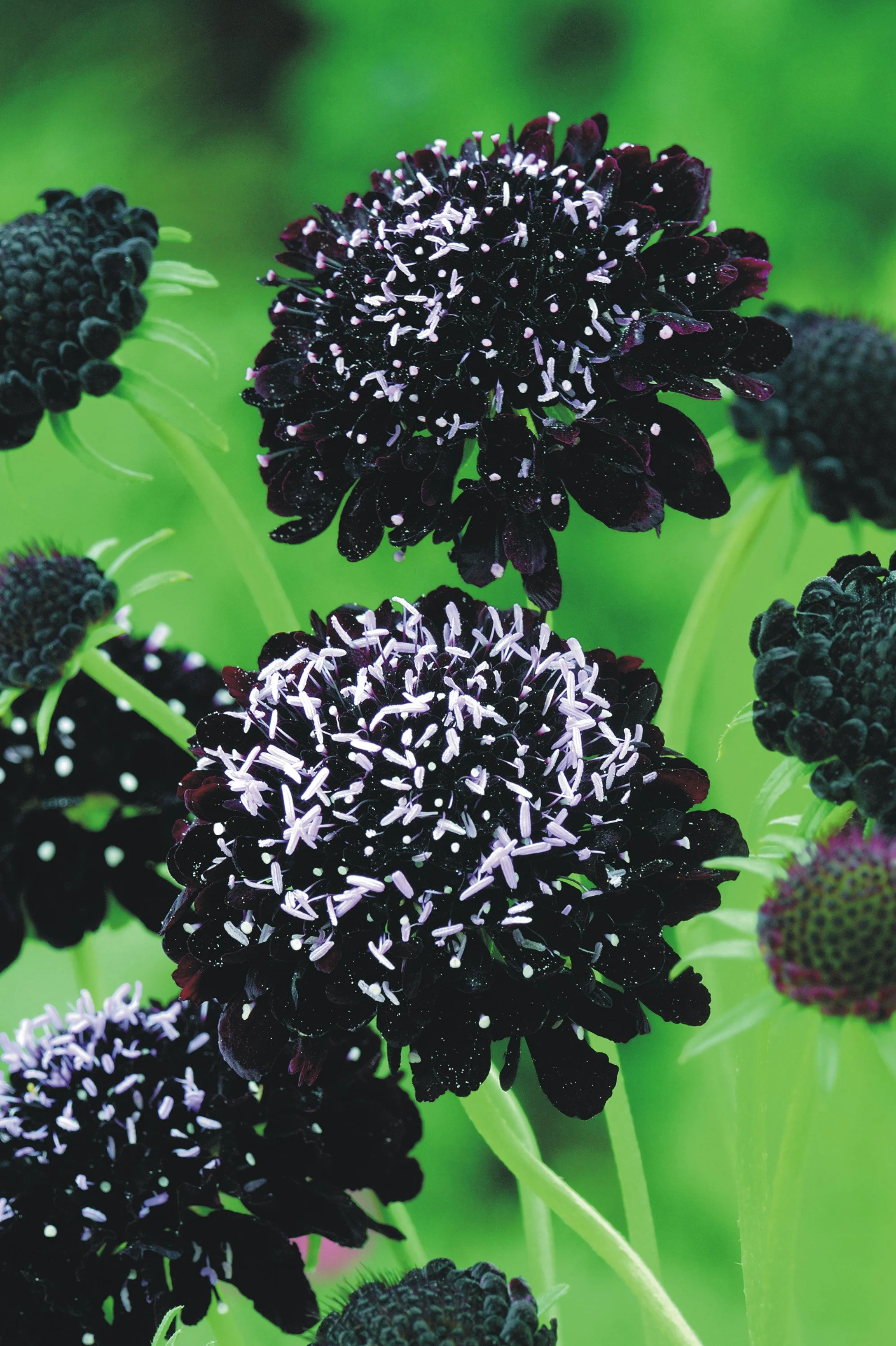 Scabiosa