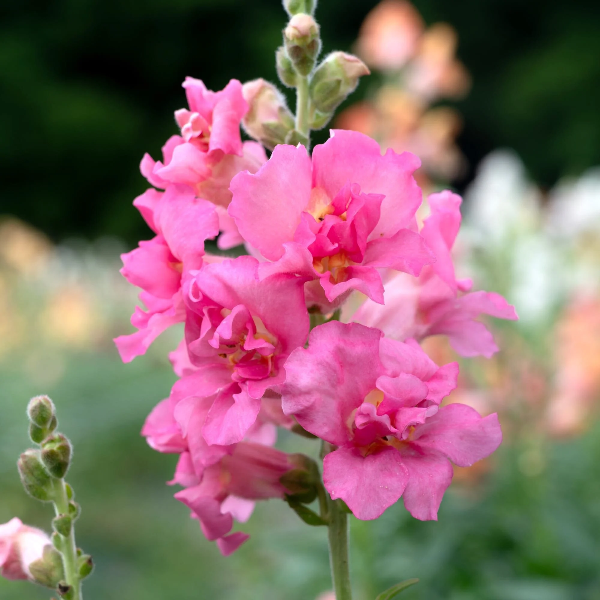 SNAPDRAGON CUT FLOWER MADAME BUTTERFLY 3-4 ROSE_Bloom_Bloom.jpg