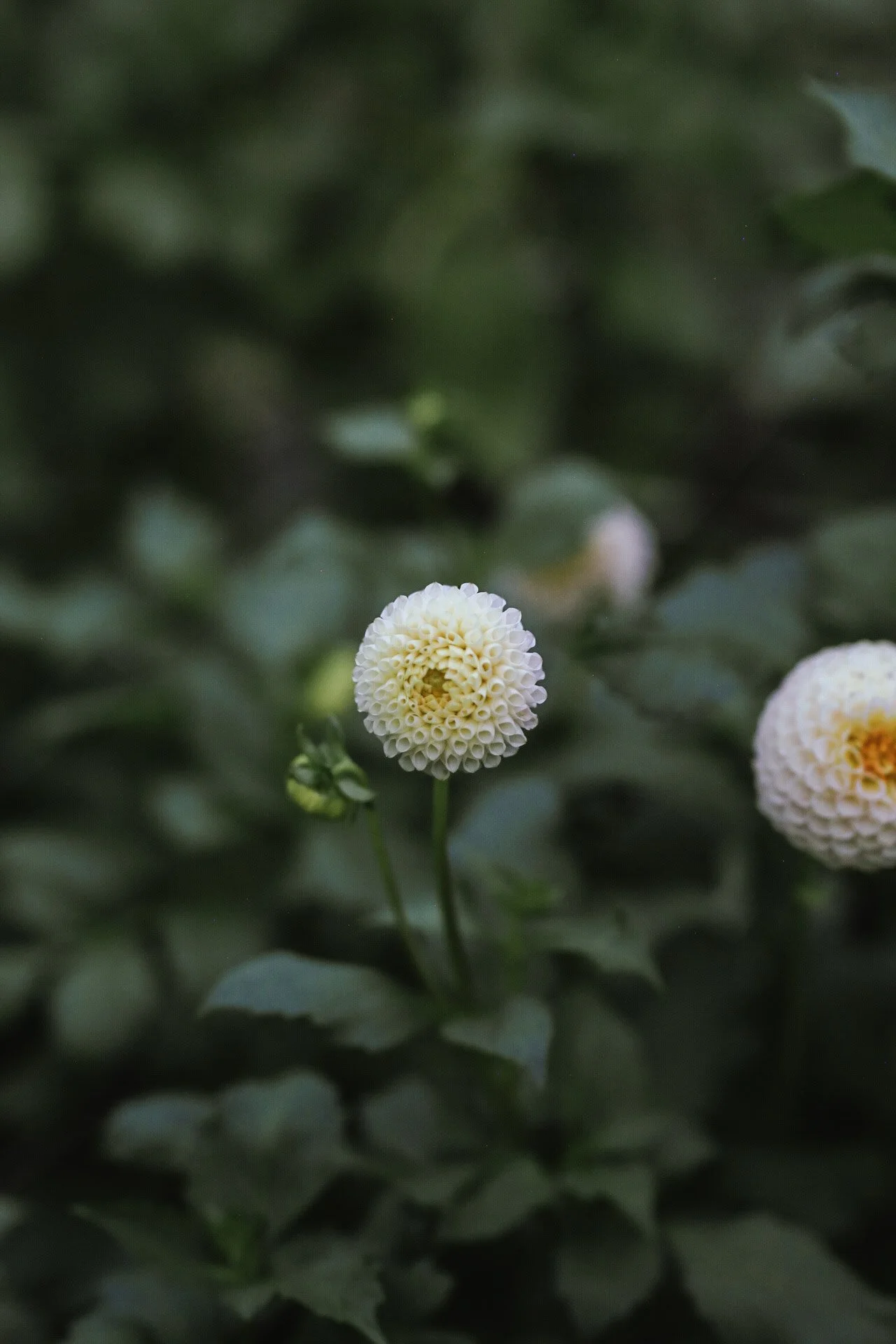 Irish D Porter Tuber