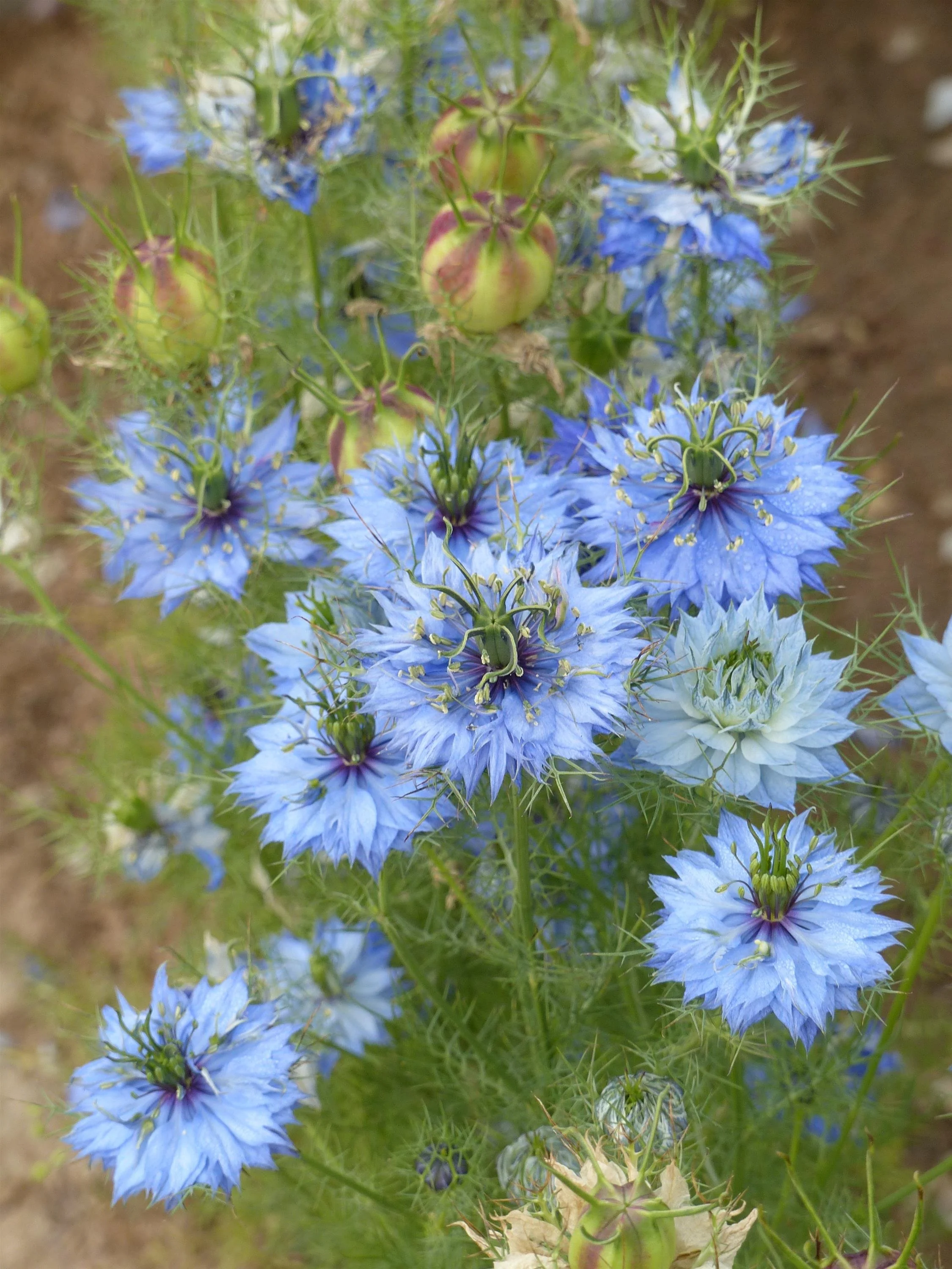 Nigella | Fall Plugs