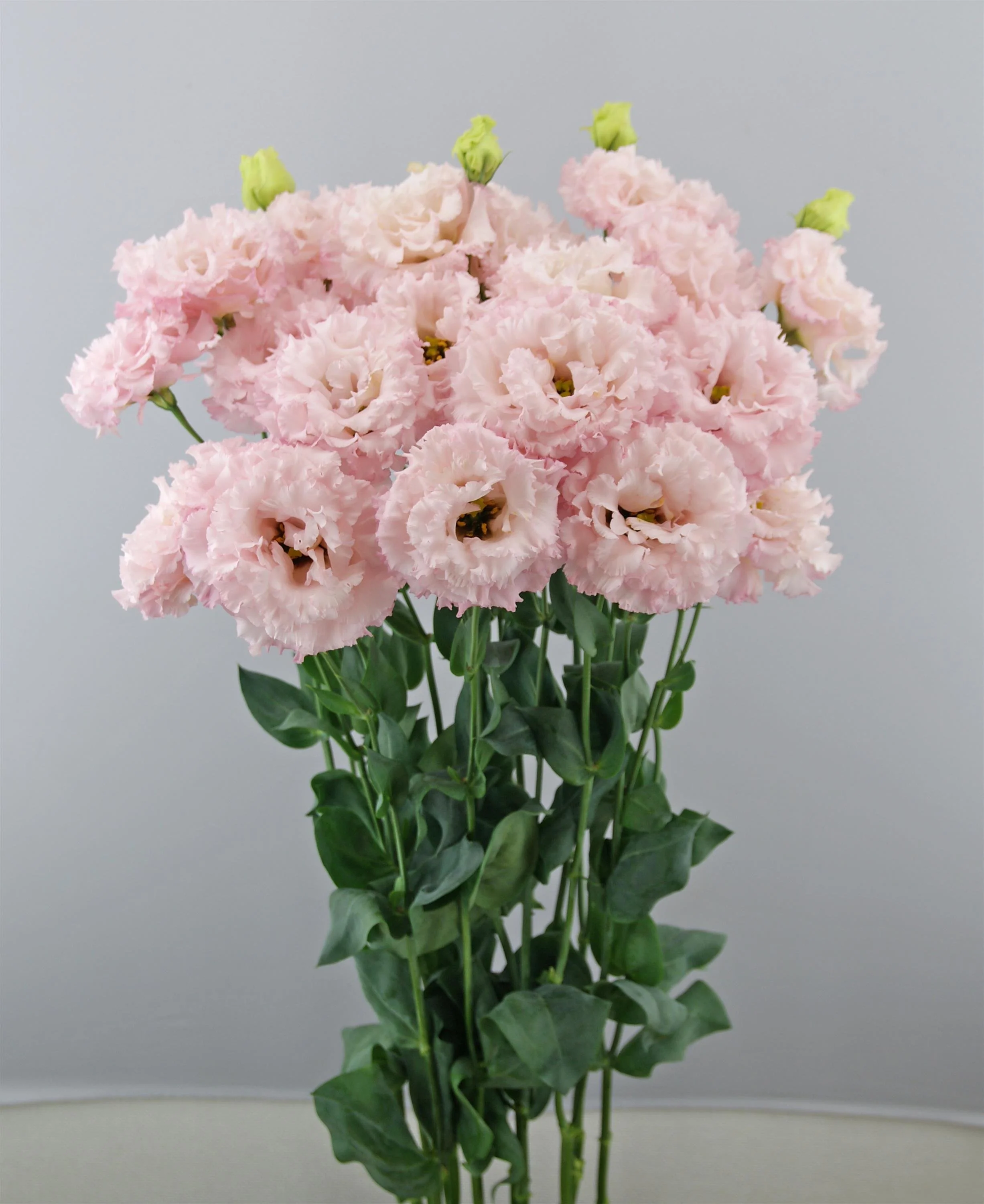 LISIANTHUS CUT FLOWER CELEB 2 QUEEN_Cutflower_Cutflower.jpg