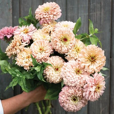 04945_01_ballerina_zinnia.jpg