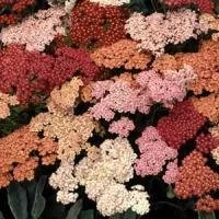 Achillea