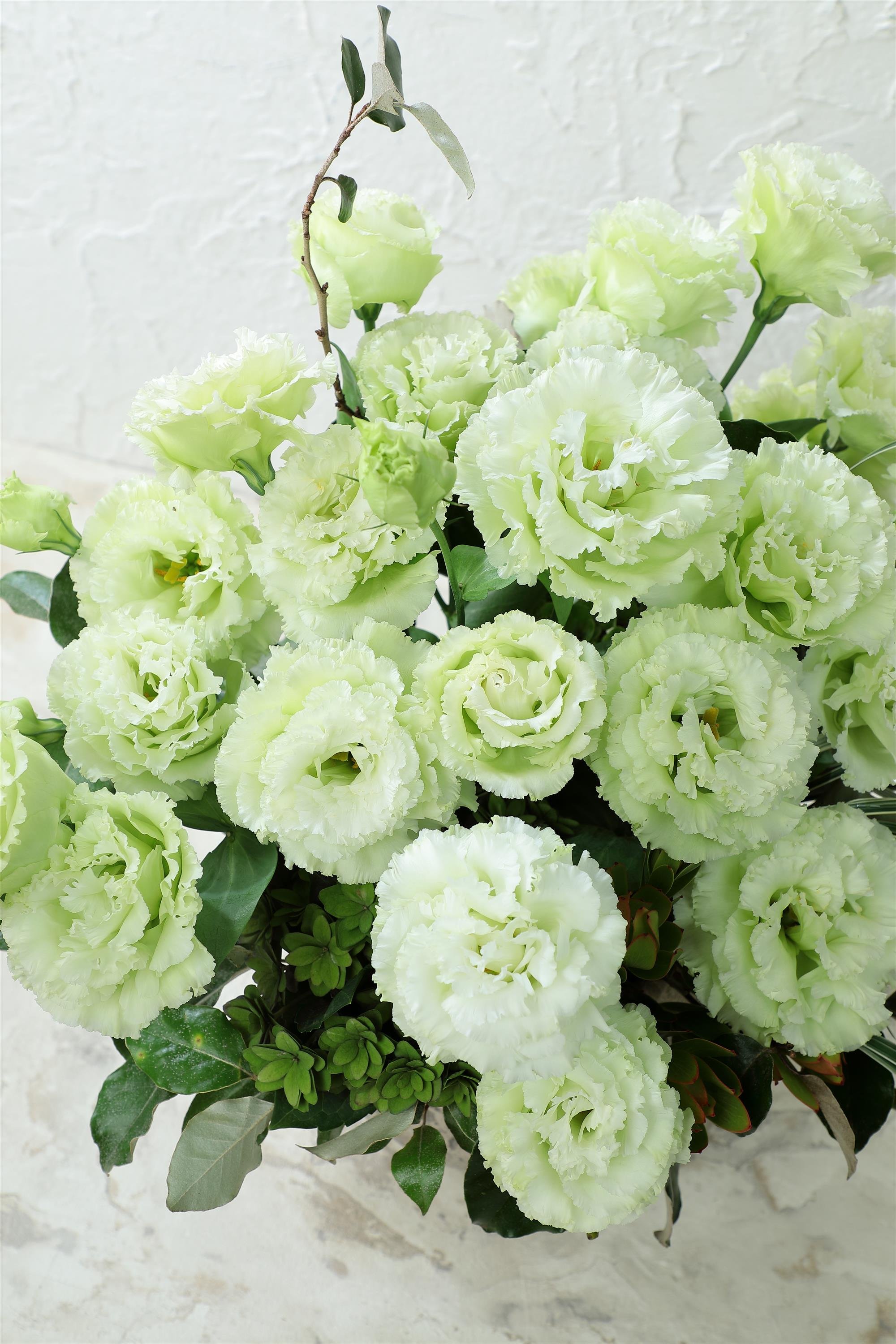 LISIANTHUS CUT FLOWER VOYAGE 2 GREEN I I_Bloom_Bloom.jpg