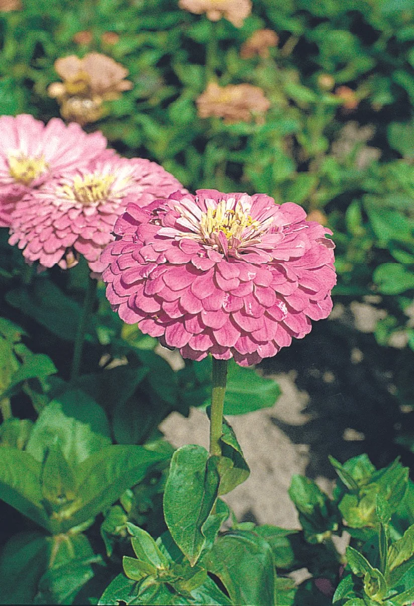 -_Bloom (7).jpg