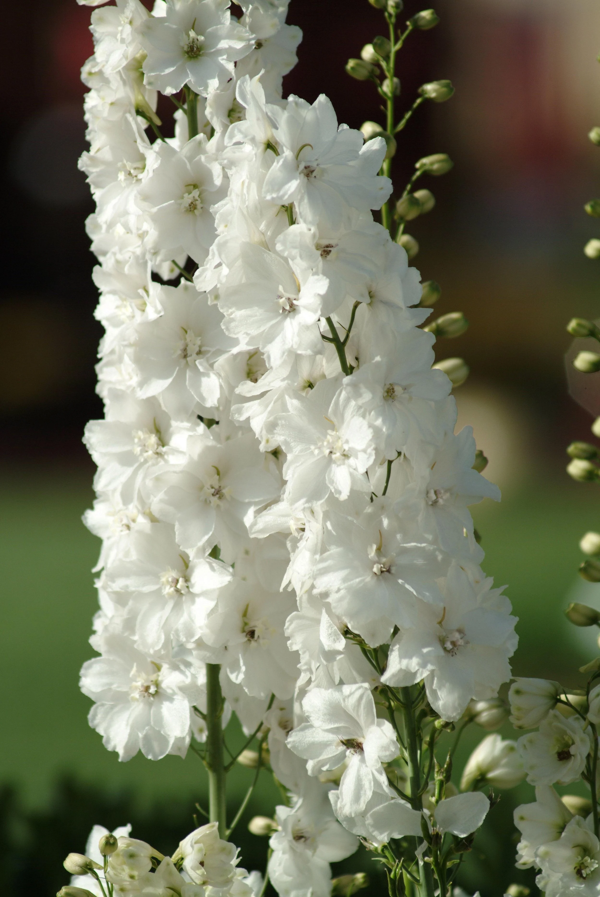 Delphinium | Guardian Series