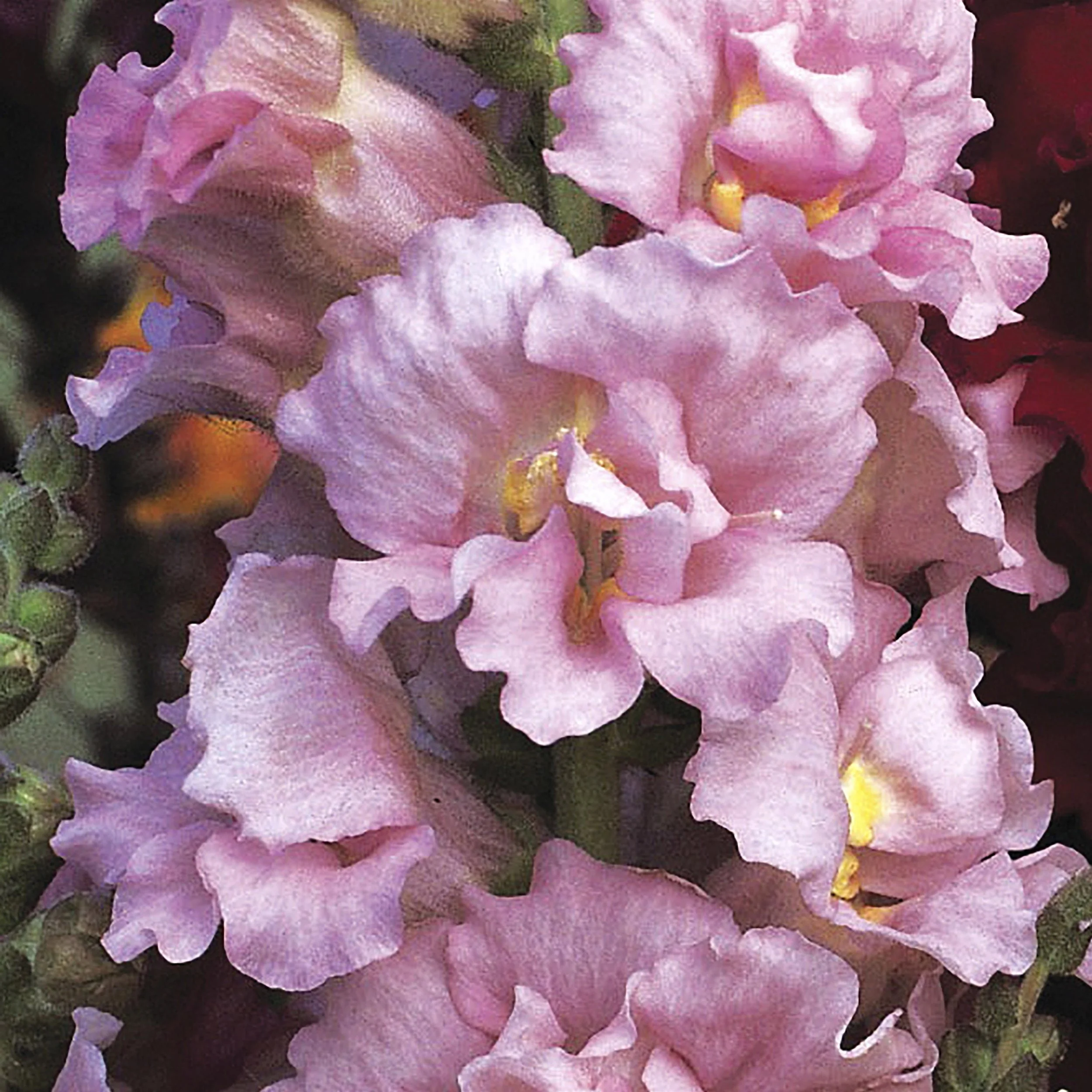 SNAPDRAGON CUT FLOWER MADAME BUTTERFLY 3-4 PINK_Bloom_Bloom.jpg