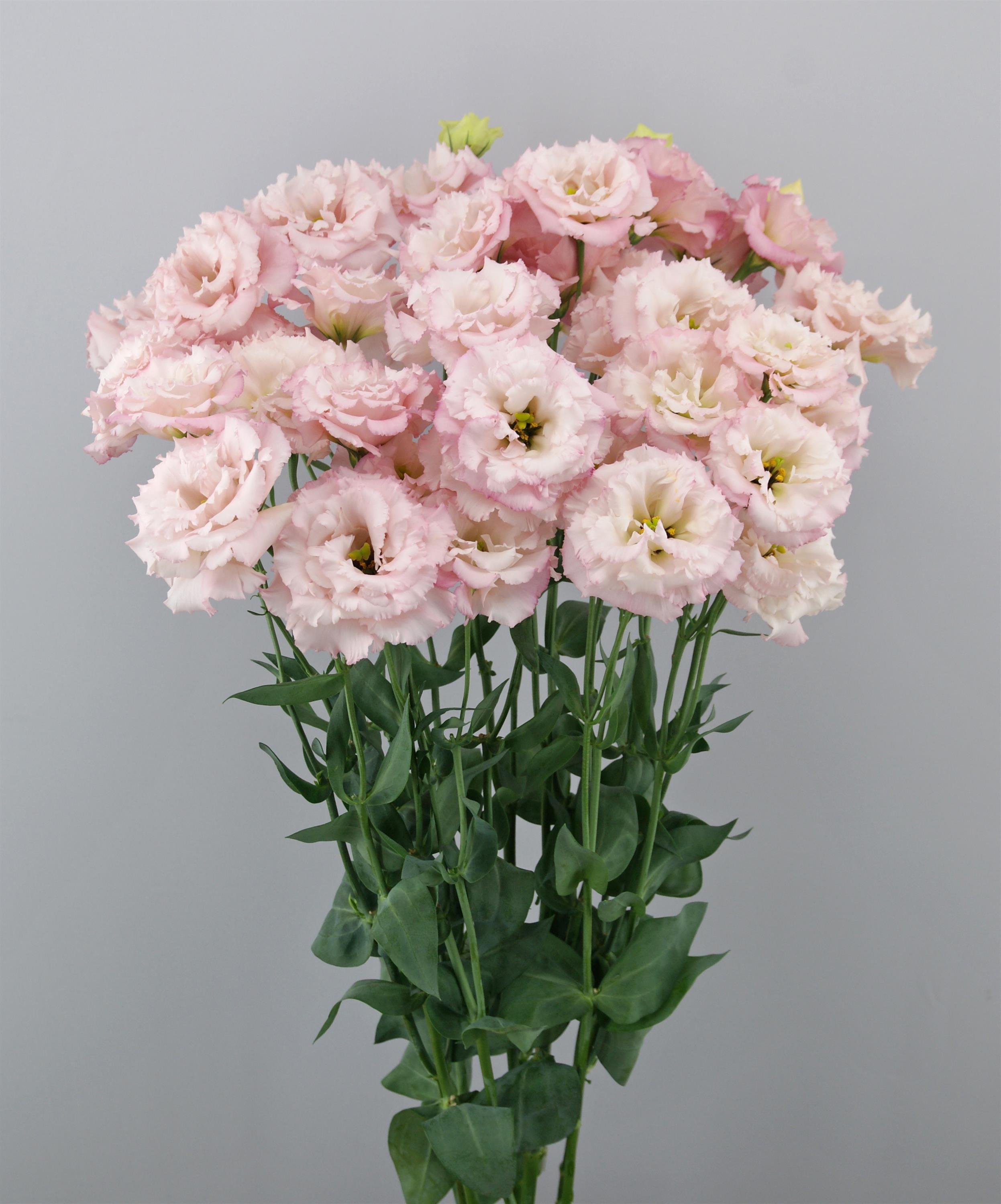 LISIANTHUS CUT FLOWER CELEB 2 COSMETIC_Cutflower_Cutflower (1).jpg