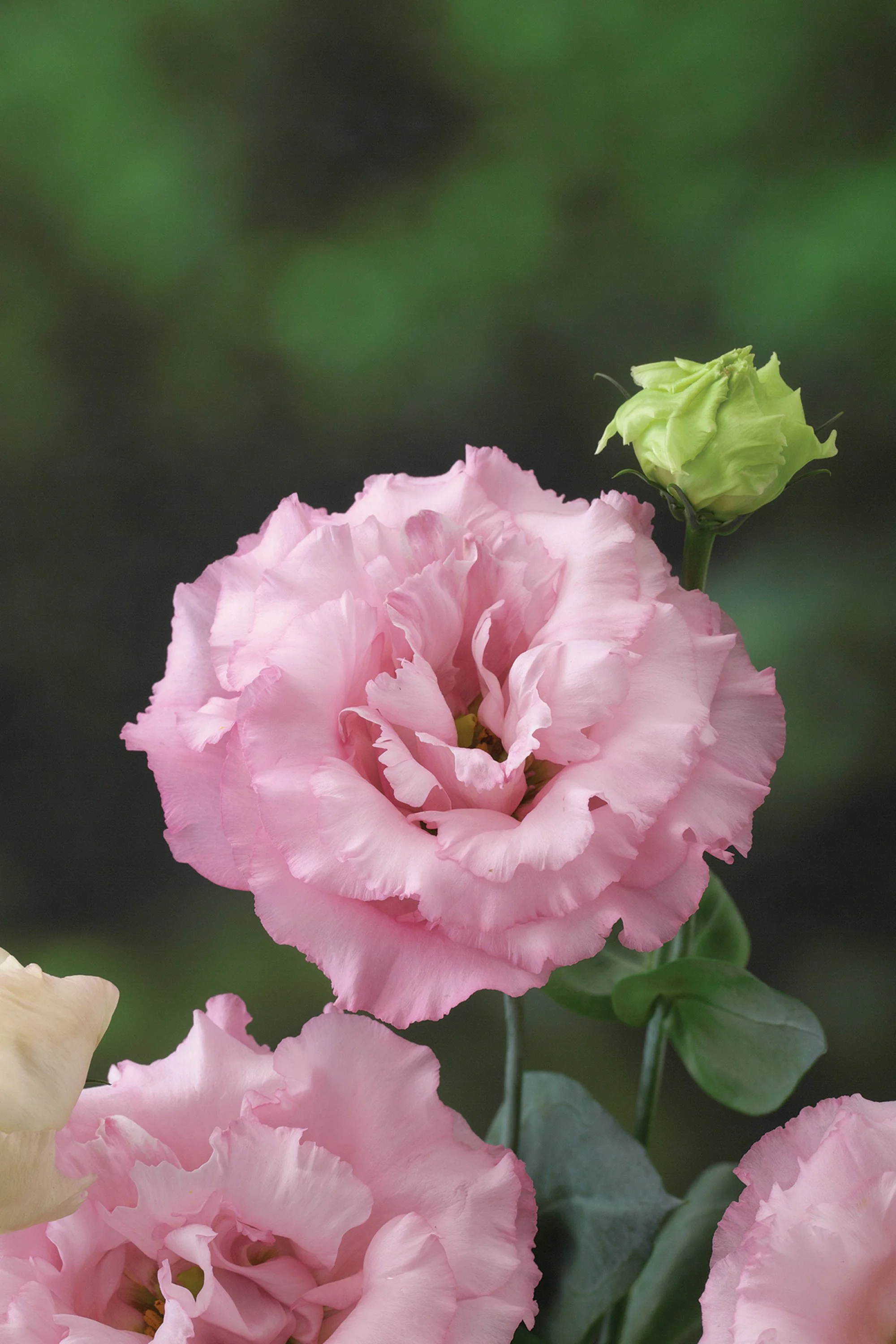 LISIANTHUS CUT FLOWER CORELLI 1 PINK_Bloom_Bloom.jpg