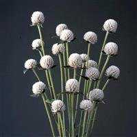Gomphrena