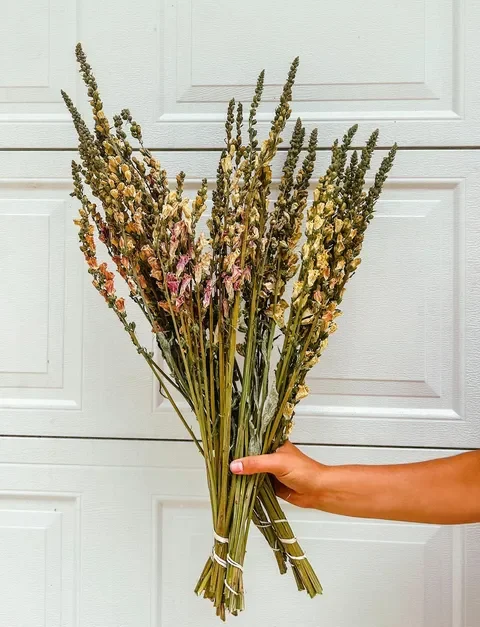 Foxglove | Dried Bunch