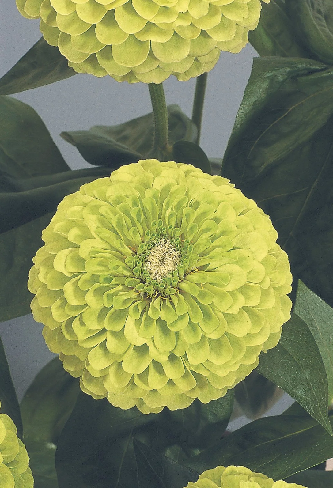 -_Bloom (8).jpg