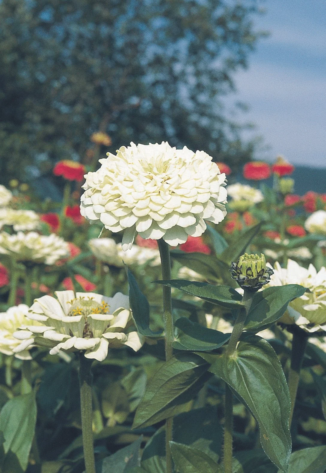 -_Bloom (11).jpg