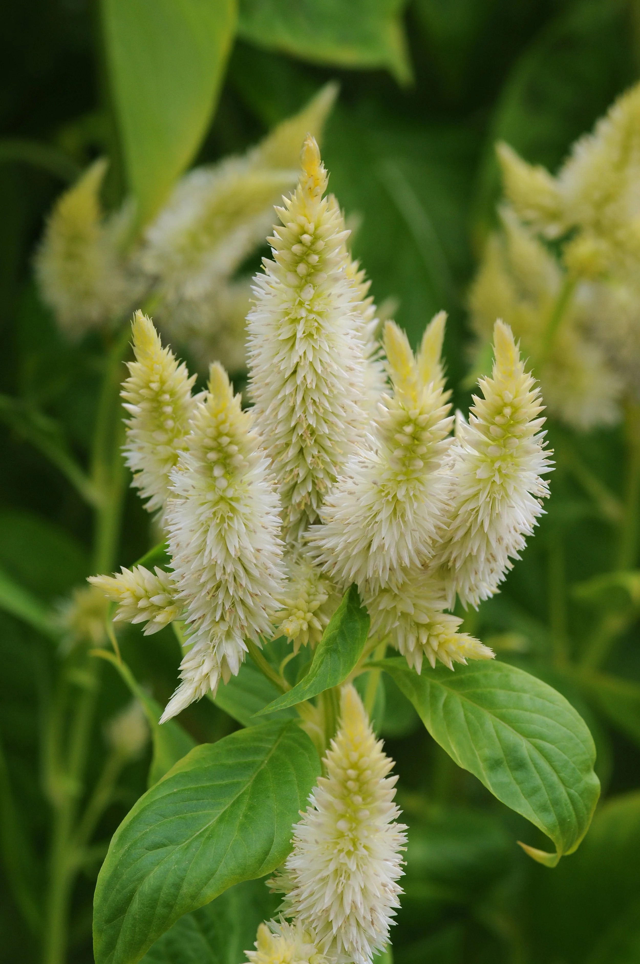 Celosia | Celway Series