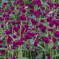 qispurple.jpeg