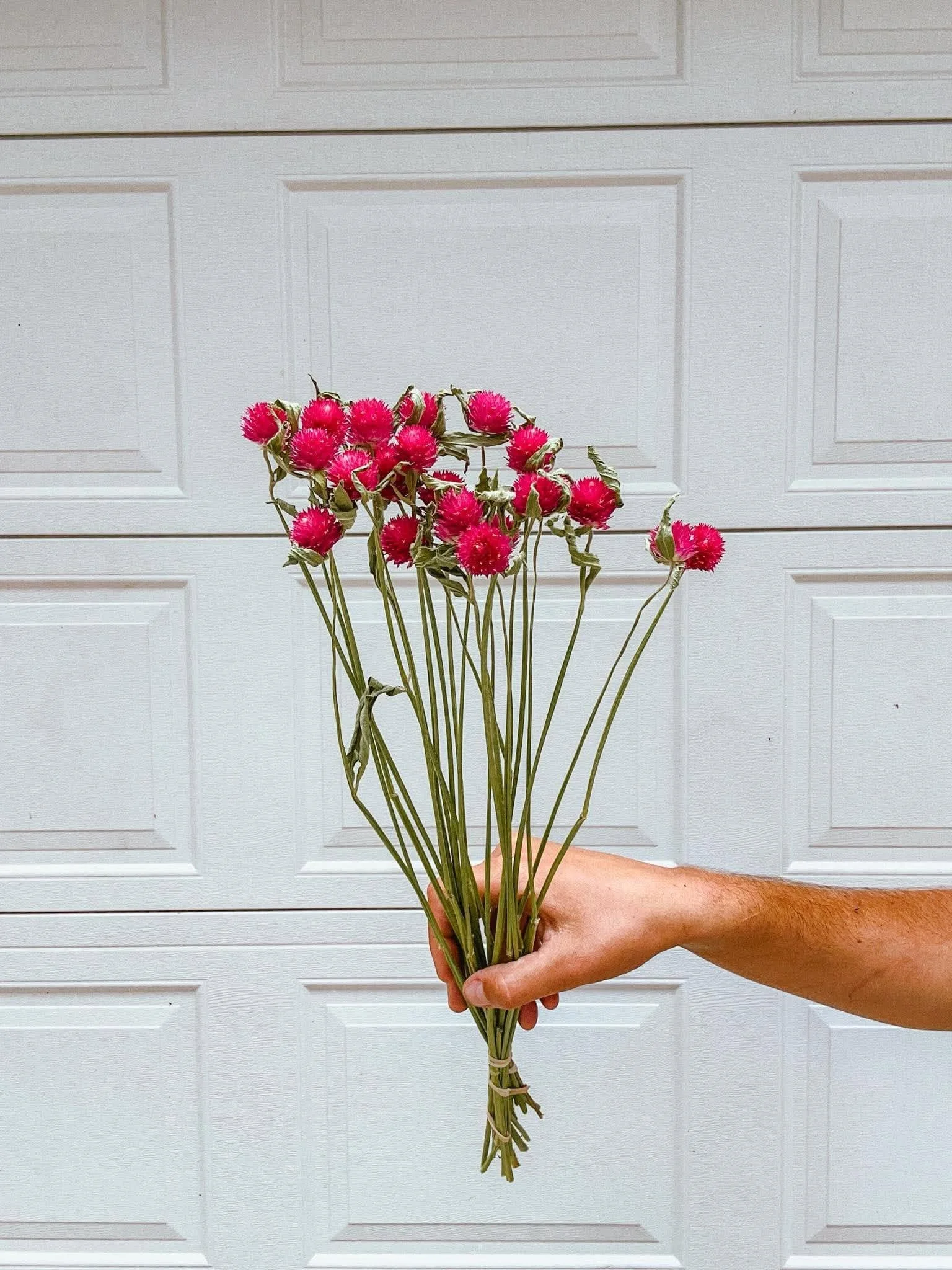 Gomphrena | Dried Bunch