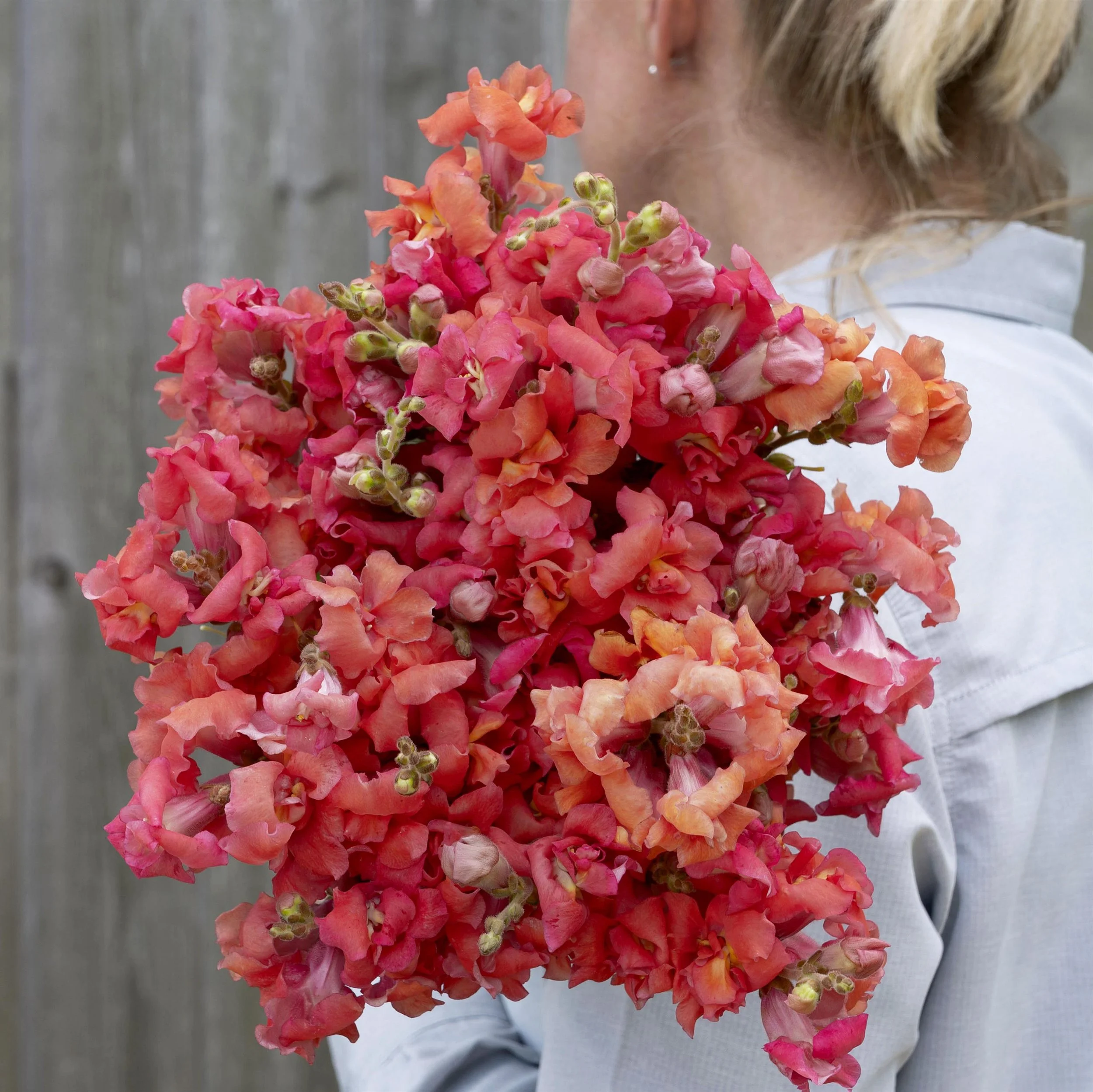 SNAPDRAGON CUT FLOWER MADAME BUTTERFLY 3-4 BRONZE CHERRY_Bloom_Bloom.jpg
