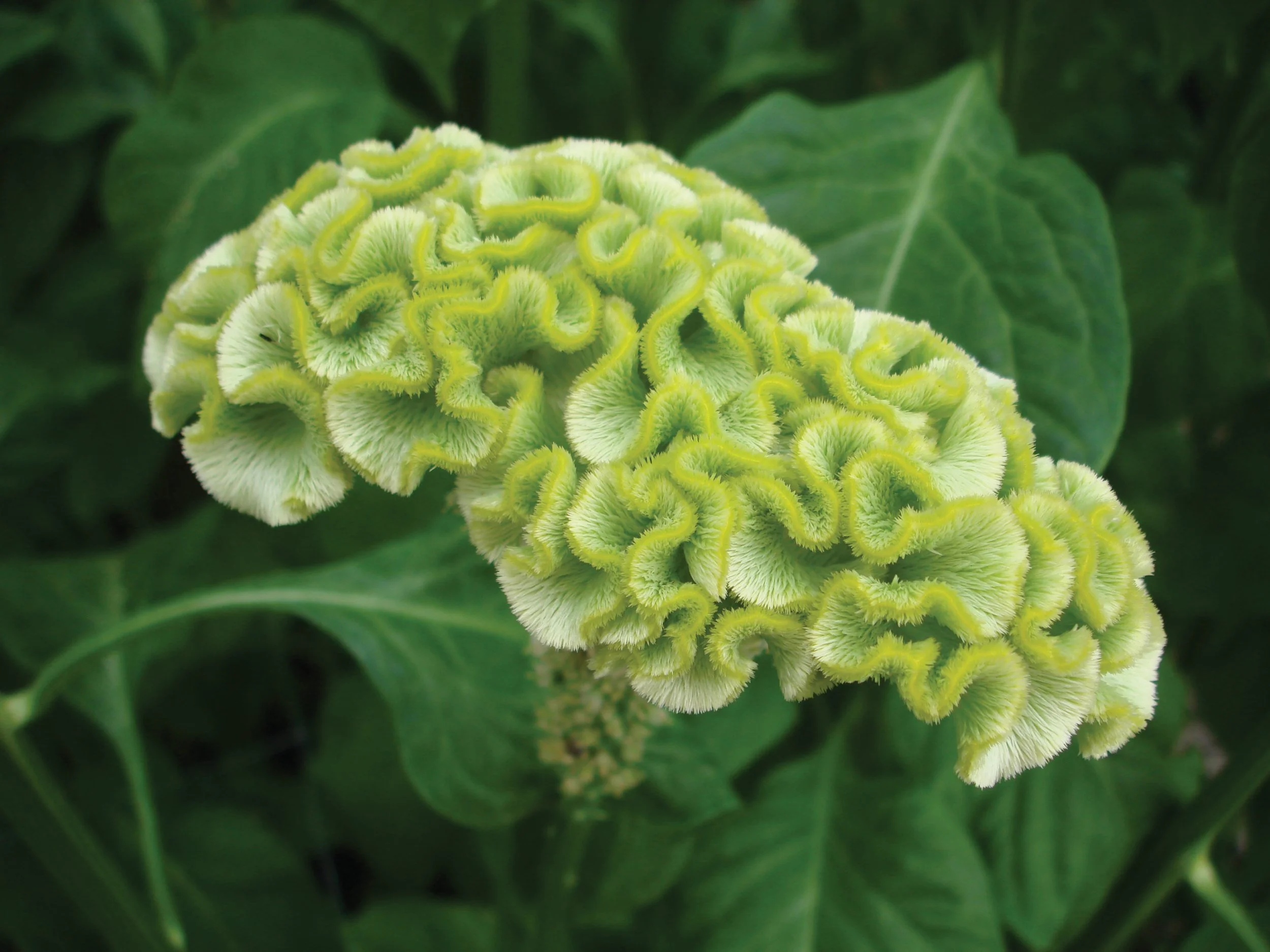 Celosia | Designer Varieties