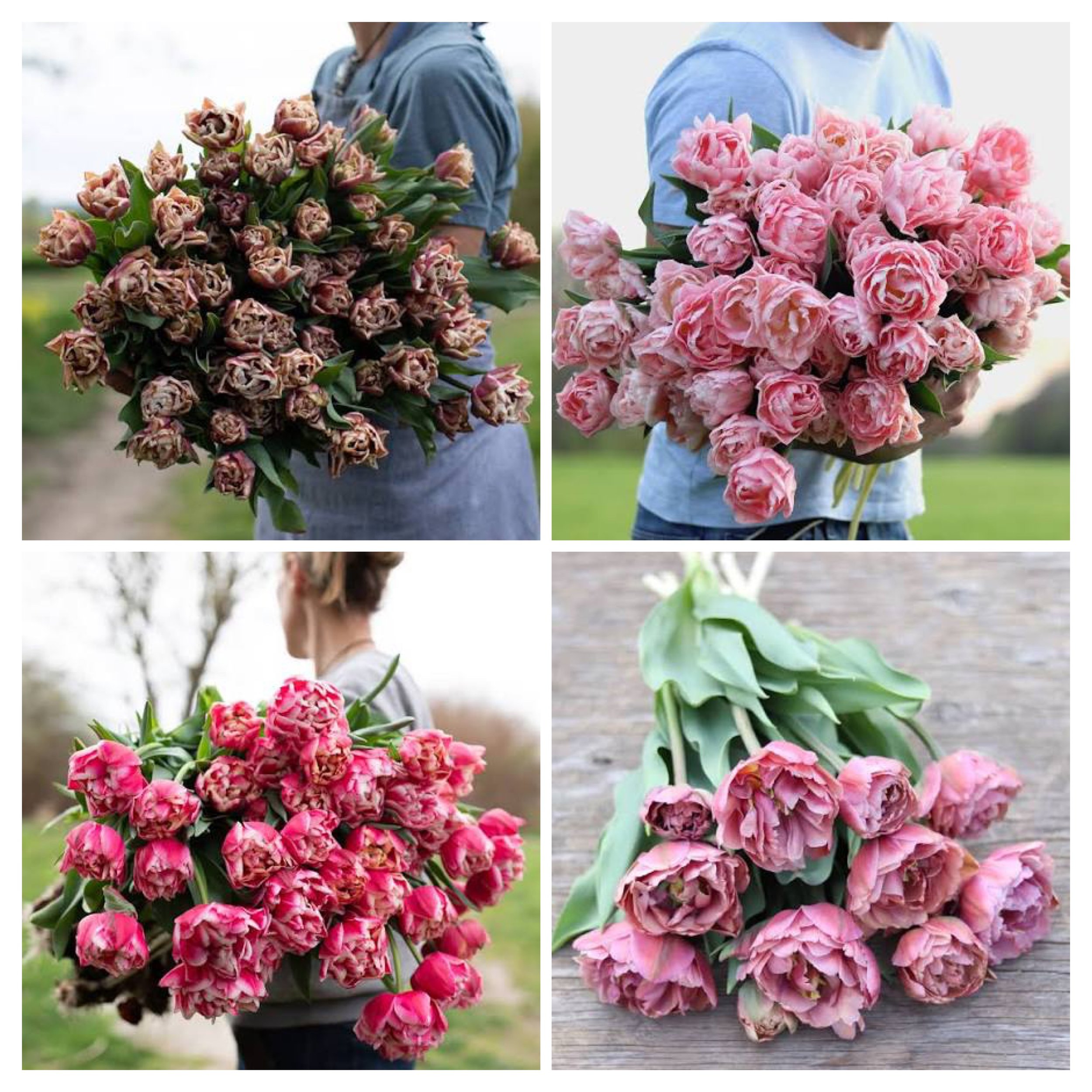 2048D72A-C02D-4CBB-829B-5CA7B64D21C2-COLLAGE.jpeg