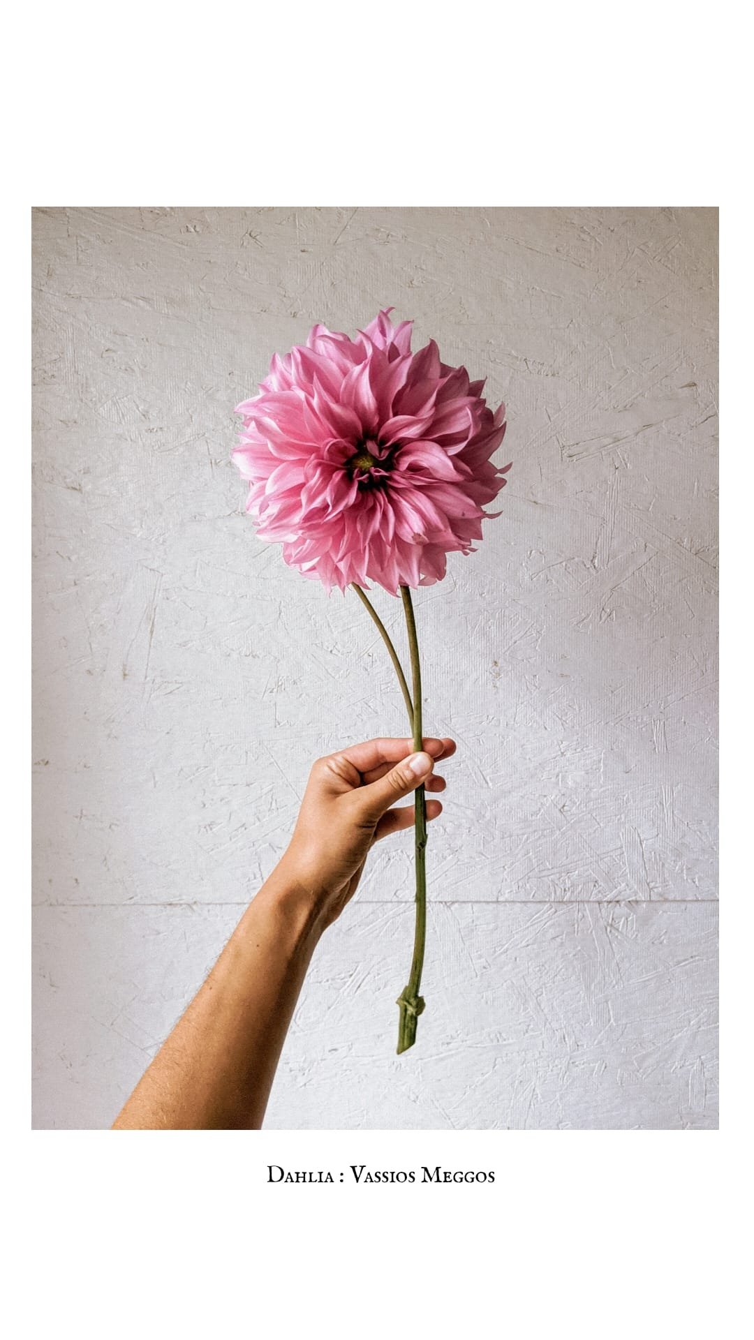 Vassios Meggos Dahlia
