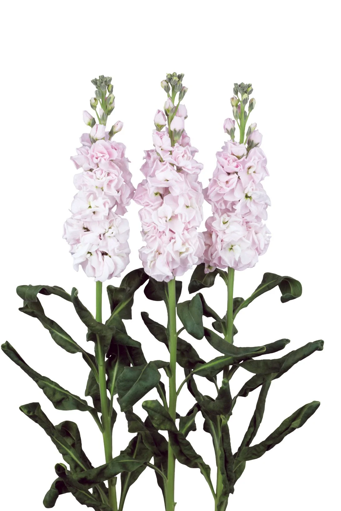 MATTHIOLA CUT FLOWER EARLY IRON CHERRY BLOSSOM_Bloom_Bloom.jpg