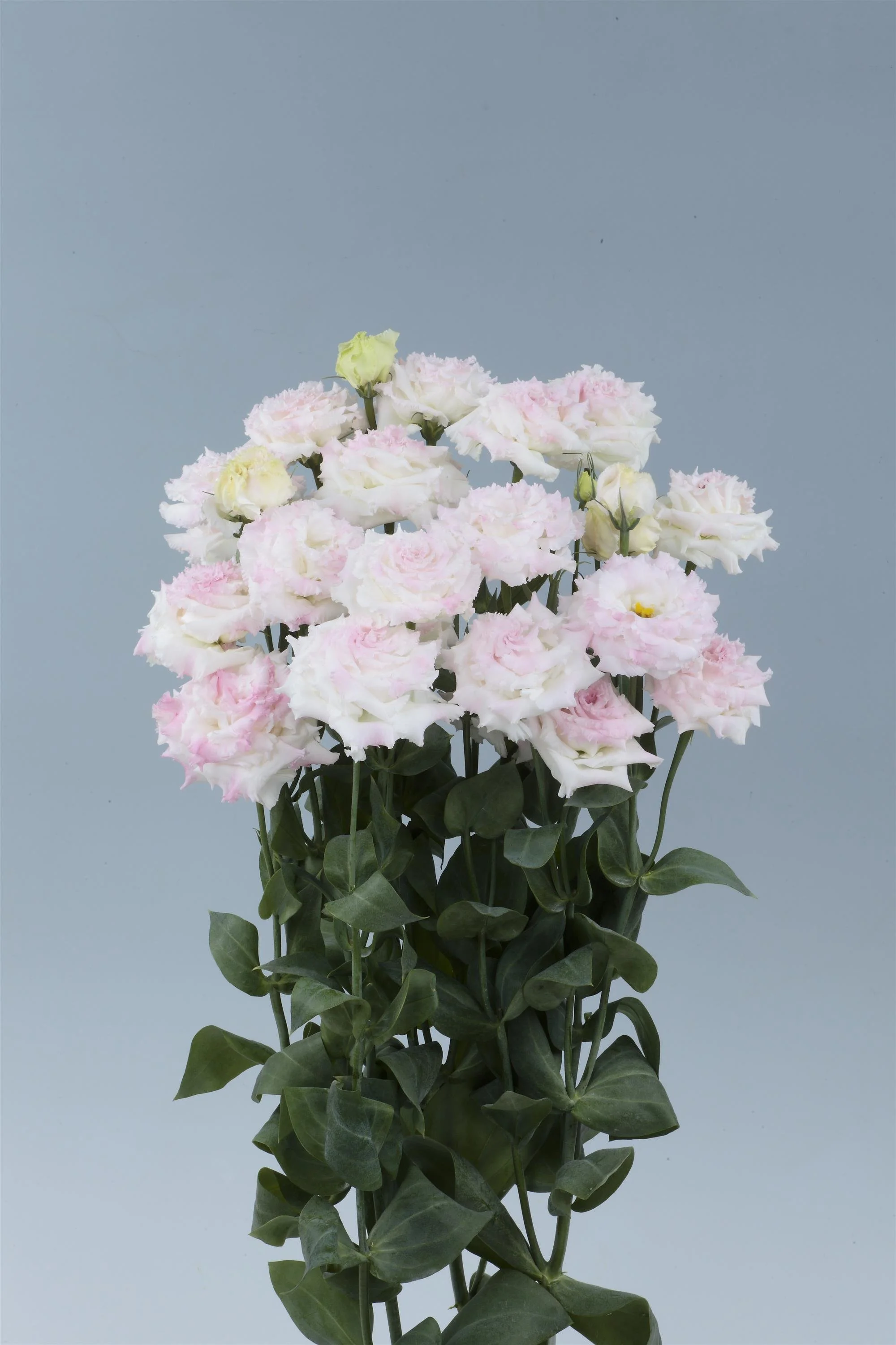 Lisianthus_cut_flower_Voyage_2_first_love_Cutflower.jpg
