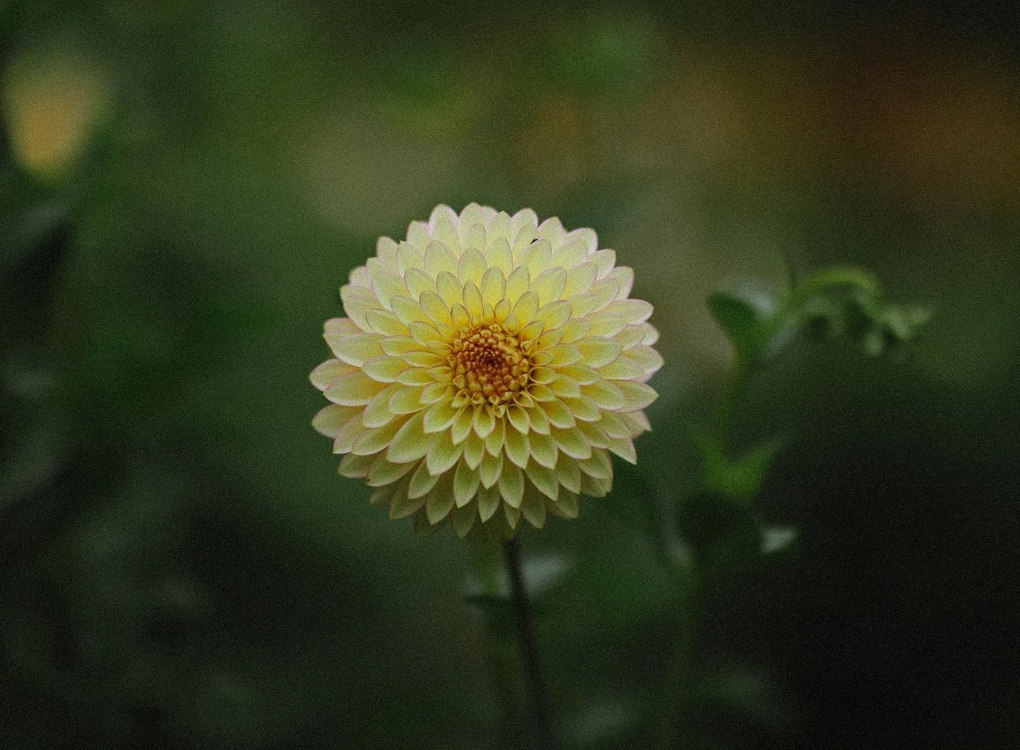 Bloomquist Blush Dahlia