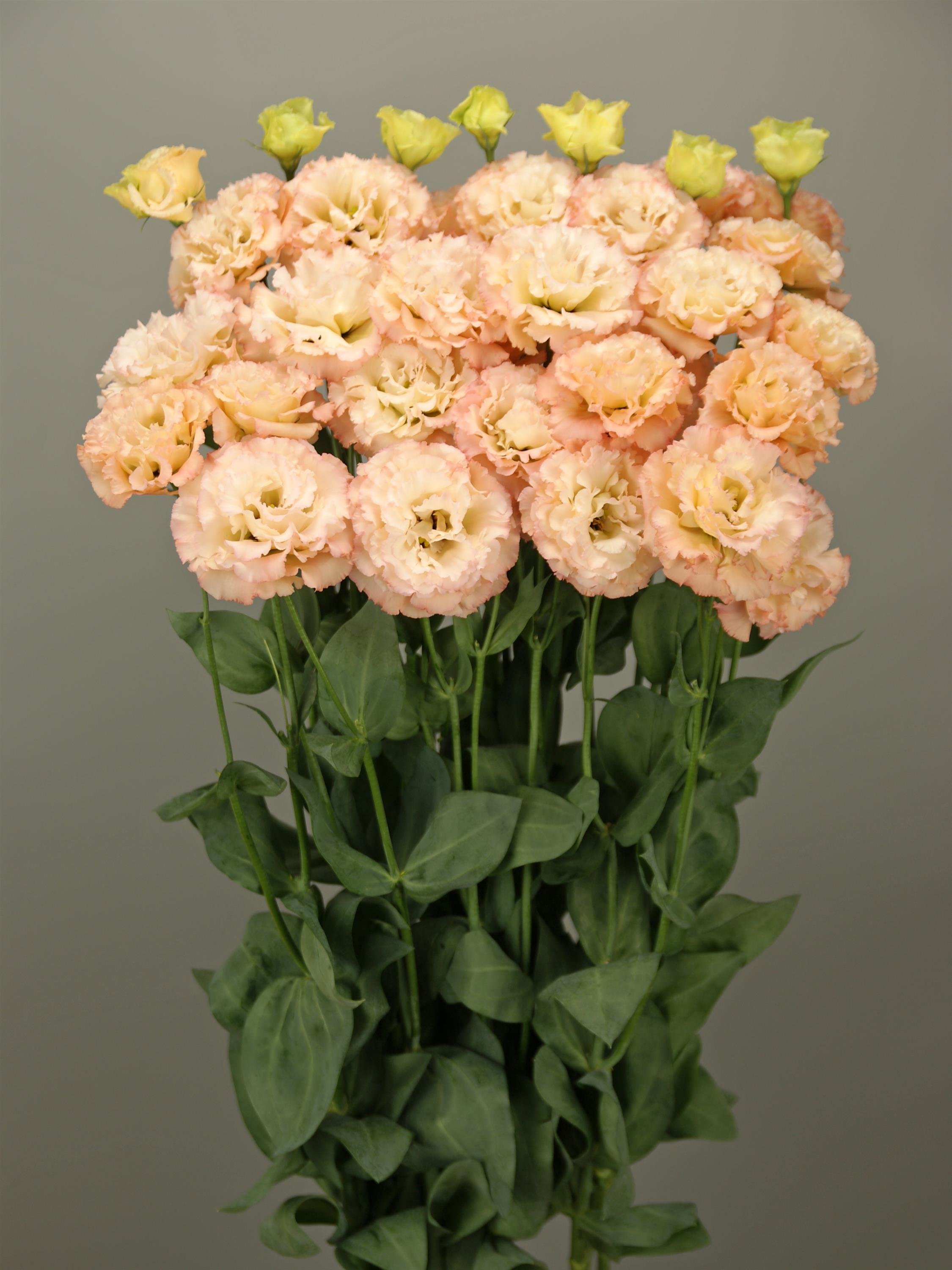 LISIANTHUS CUT FLOWER CELEB 2 APRICOT_Cutflower_Cutflower (1).jpg