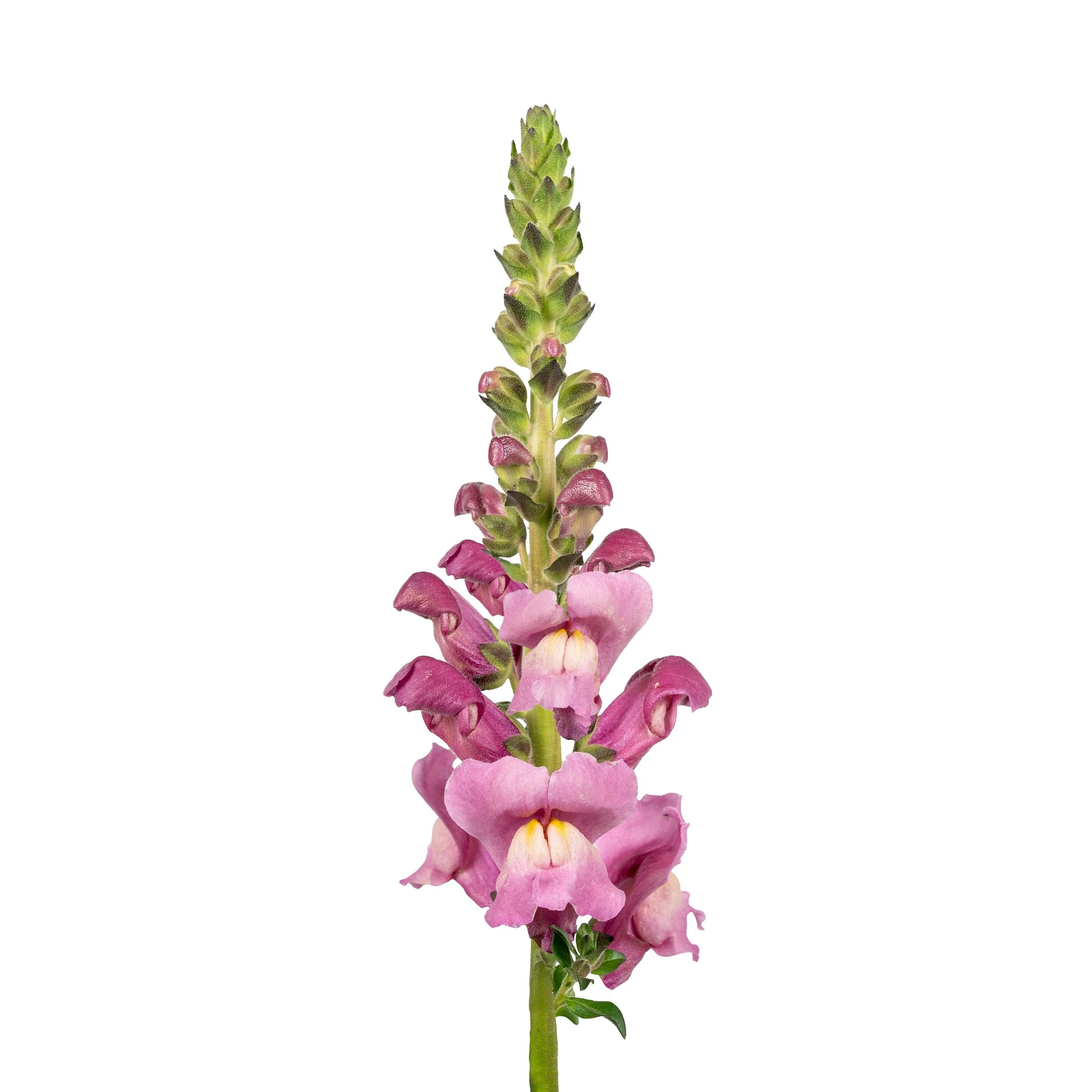 SNAPDRAGON CUT FLOWER AVIGNON 2 LAVENDER_Bloom_Bloom.jpg